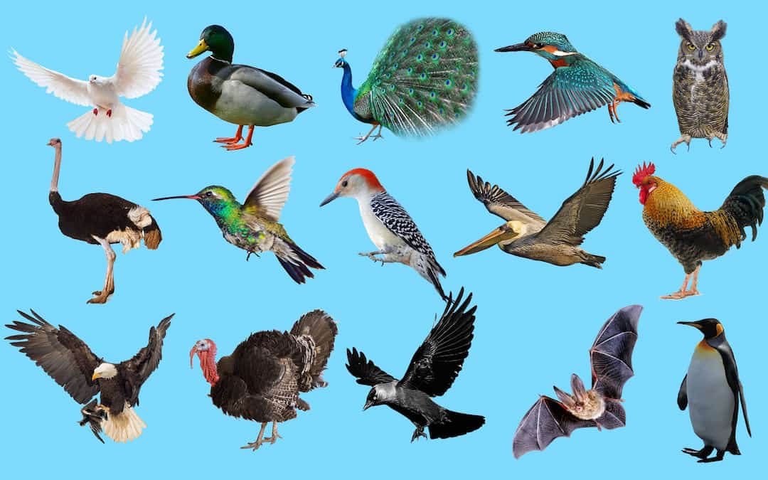 Phân loại các loài chim