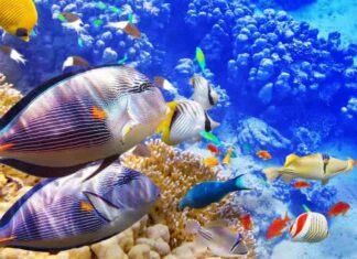 Các loại cá – Động vật mang nhiều giá trị cho cuộc sống Cá là loài động vật chiếm lượng lớn trong môi trường