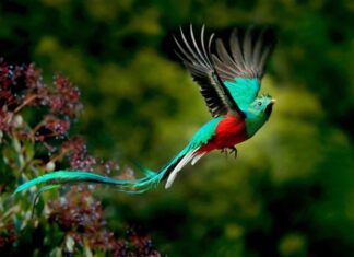 Các loài chim và thông tin về đặc điểm, phân loại, vai trò Chim sinh sống với đa dạng các chủng loại hiện nay