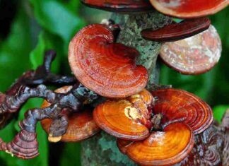 Các loại nấm ăn được bổ sung nguồn dinh dưỡng cho sức khỏe Đây là một trong các loại nấm được sử dụng nhiều cho các vị thuốc