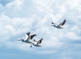 Biện pháp bảo vệ các loài chim tại Việt Nam hiện nay là gì? Các vùng chim hoang dã, di cư tạo nên giá trị thiên nhiên