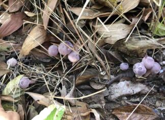 Nấm tràm và những món ăn ngon chế biến từ loại nấm này Sơ lược về đặc tính của nấm tràm Phú Quốc