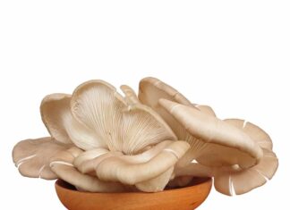 Nấm bào ngư là gì? Tác dụng tuyệt vời của nấm bào ngư Chế biến nấm ở nhiệt độ thấp