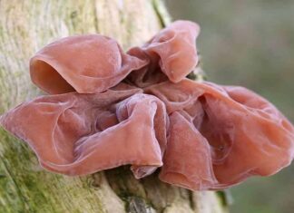 Nấm tai mèo có những tác dụng gì cho cơ thể con người? Tìm hiểu về nấm tai mèo