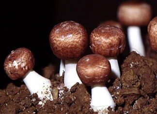 Nấm Thái Dương – Món quà mẹ thiên nhiên ban tặng cho ta Nguồn cung cấp tại Việt Nam như thế nào?