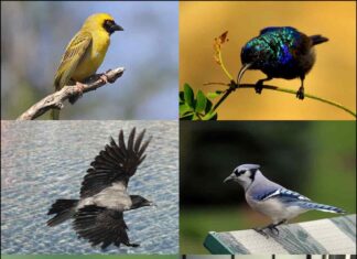 Các loài chim phân bố thế nào? Sự đa dạng của các loại chim Các loài chim phân bố thế nào trên thế giới?