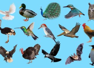 Phân loại các loài chim như thế nào? Chim ở Việt Nam Phân loại các loài chim