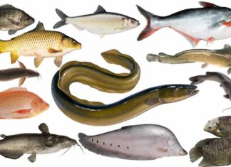 Những vai trò của các loại cá trong cuộc sống con người Ý nghĩa của cá trong lịch sử và văn hóa của con người