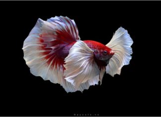 Tại Sao Cá Betta Là Một Vật Nuôi Được Nhiều Người Chọn? Tại Sao Cá Betta Là Một Thú Cưng Được Yêu Thích