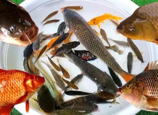 Tìm Hiểu Về Các Loài Cá Nước Ngọt: Tính Năng, Đặc Điểm Tính năng của các loài cá nước ngọt