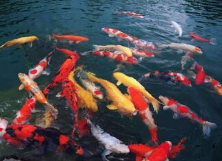 Học Cá Koi: Một Hướng Dẫn Tổng Quát về Những Điều Cần Biết Cách chọn cá Koi phù hợp với nhu cầu của bạn